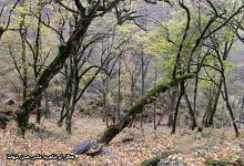 گزارش تصویری از فصل پاییز در جنگل ابر شاهرود